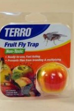 Fruitfly