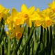 Daffodils Photograph: Nicolette Wells/Getty Images/Flickr RF